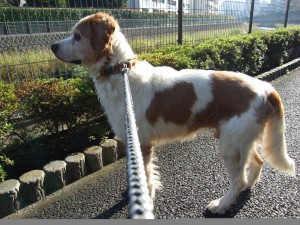 ロッキー